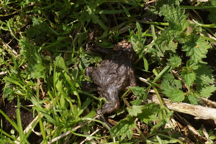 Bufo is dead