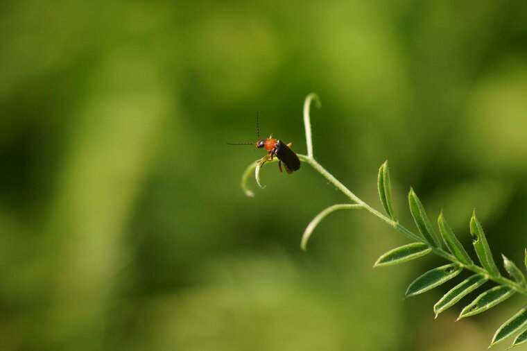 Cantharis