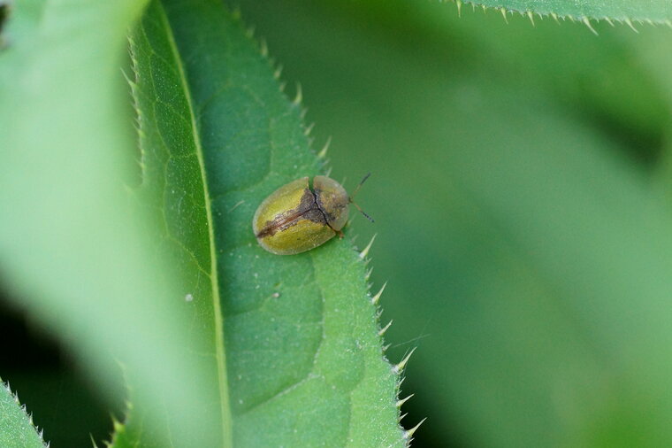 Cassida sanguinosa sous réserve