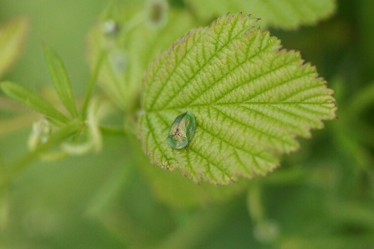 Casside tâchée de rouille