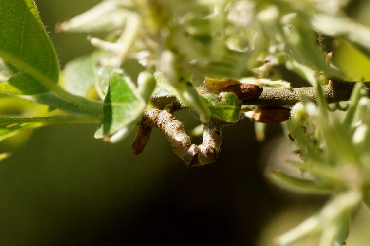 Chenille d arpenteuse