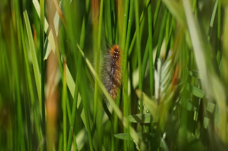 Chenille d Ecaille sp