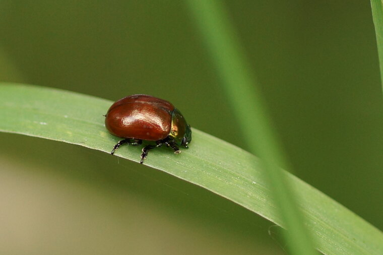 Chrysolina polita sous résserve