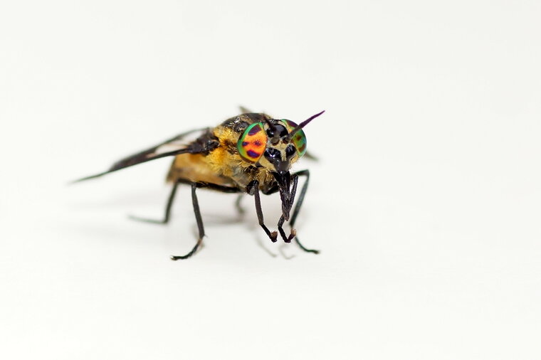 Chrysops caecutiens sous réserve 2