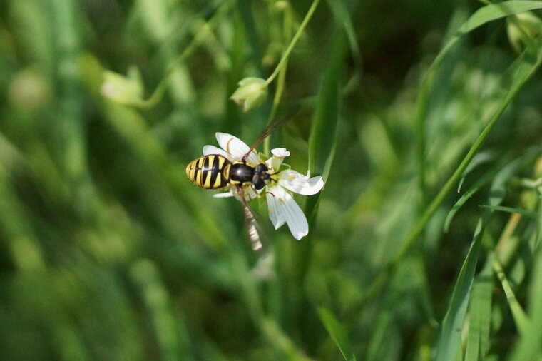 Chrysotoxe prudente