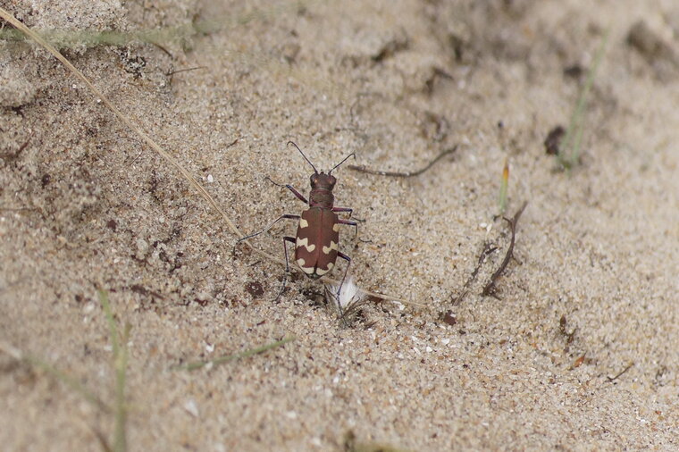 Cicindela hybrida