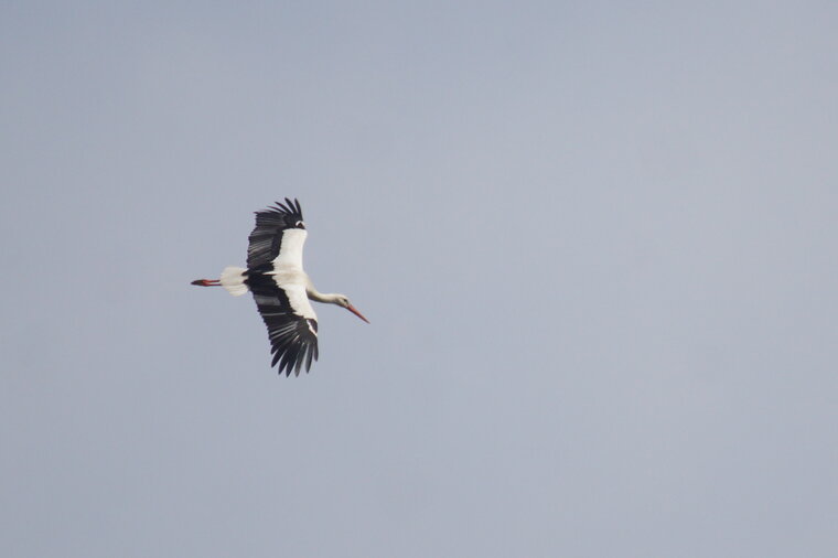 Cigogne blanche