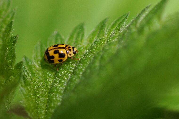 Coccinelle Propylea quatuordecimpunctata 4