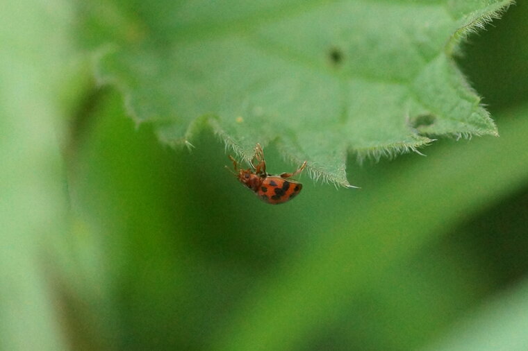 Coccinelle sp