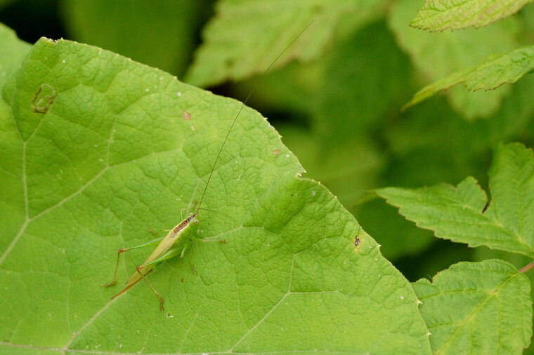 Conocephalus sp sous réserve