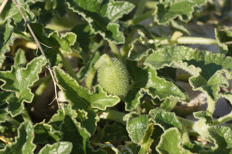 Datura sp sous réserve