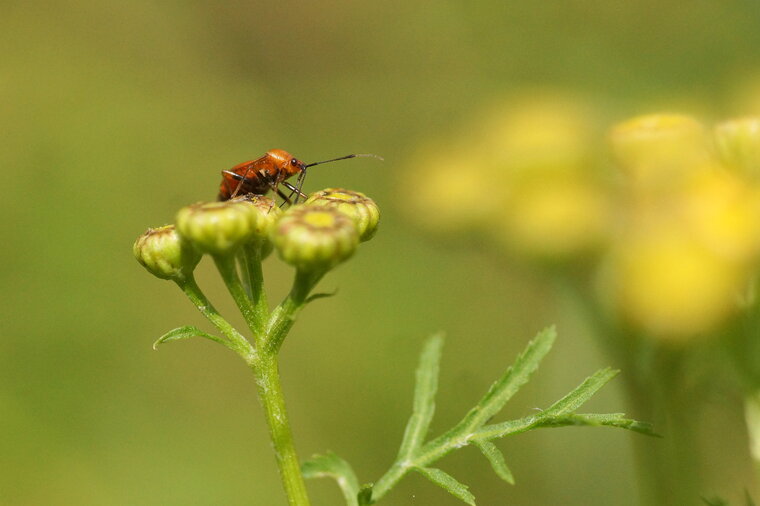 Deraeocoris ruber