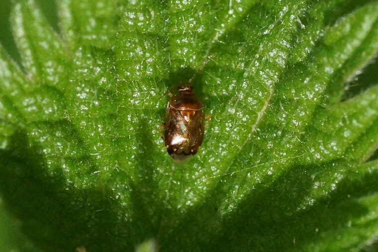 Deraeocoris ruber juvénile sous réserve