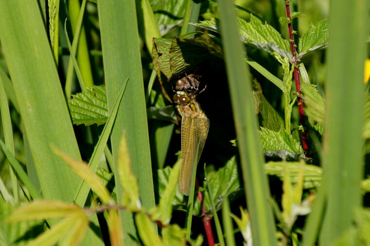 Emergence d une Libellulidé