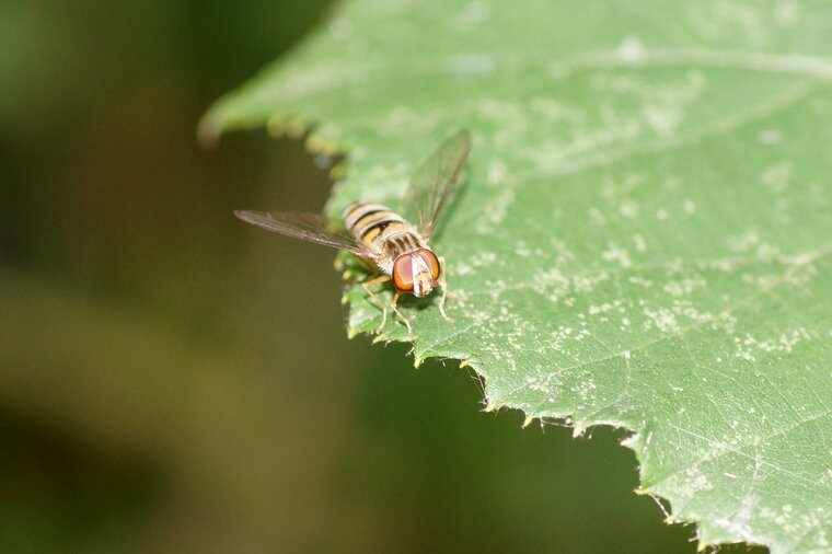 Episyrphus balteatus