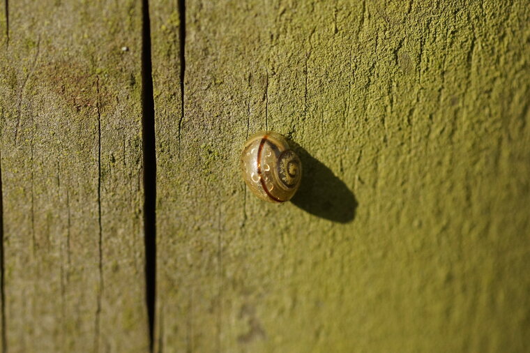 Escargot