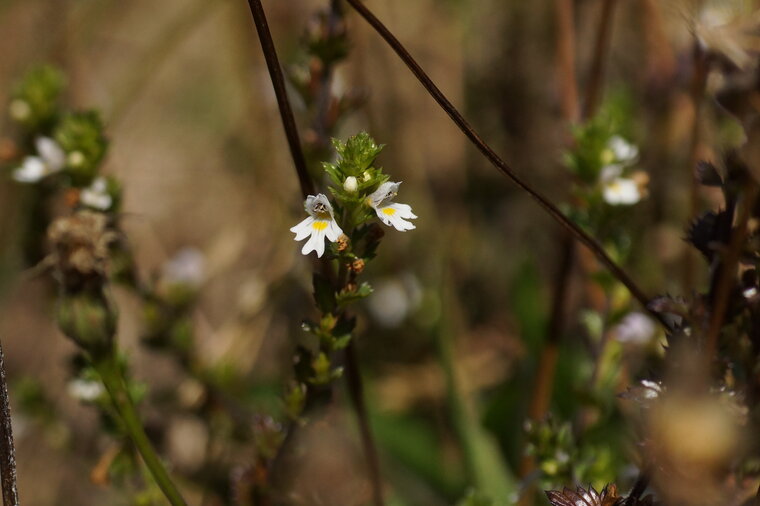 Euphrasia sp