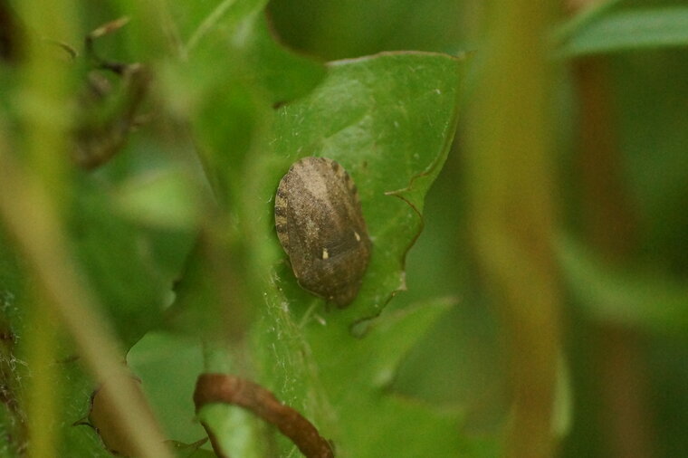 Eurygaster maura punaise tortue recadré