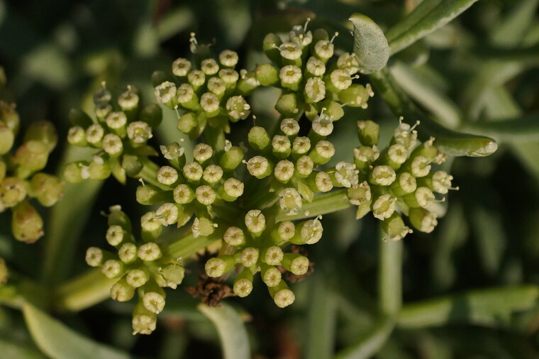 Fleur de Crambe maritime