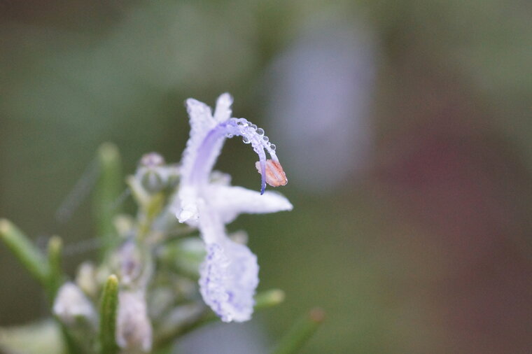 Fleur de Romarin