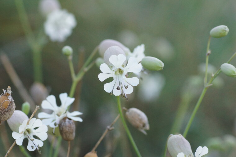 Fleur de Silène maritime