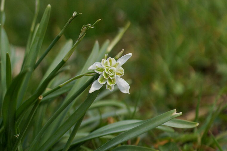 Galanthus nivalis Perce neige