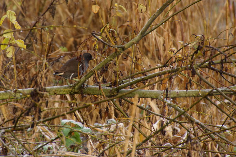 Gallinule poule d eau