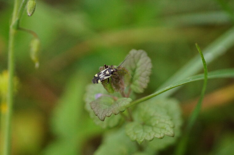 Grypocoris sexguttatus