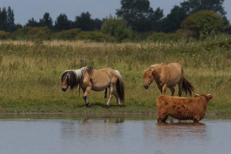 Hensons Highland cattle