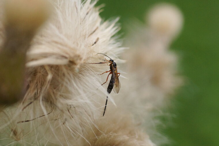 Ichneumon sp