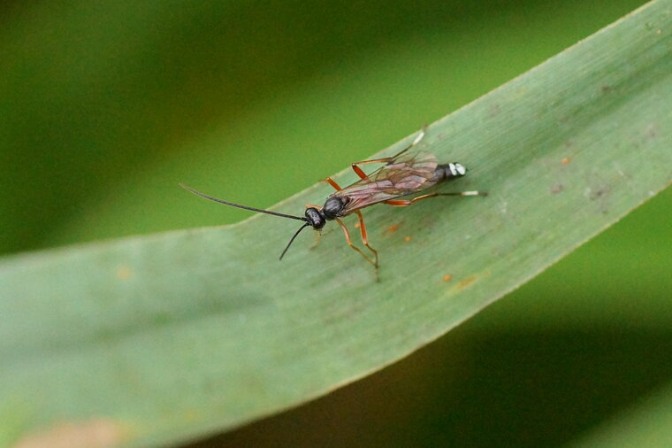 Ichneumon sp