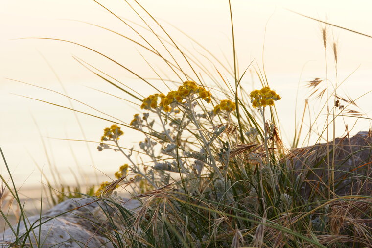 Immortelle sous réserve