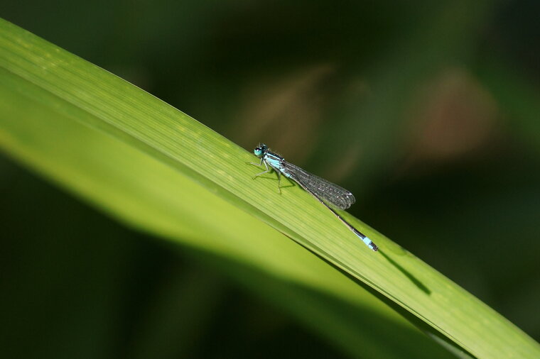 Ishnura elegans agrion élégant