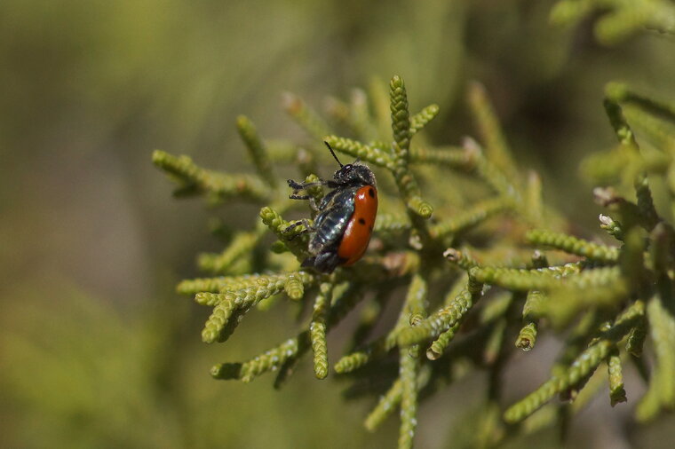 Lachnaia sexpunctata