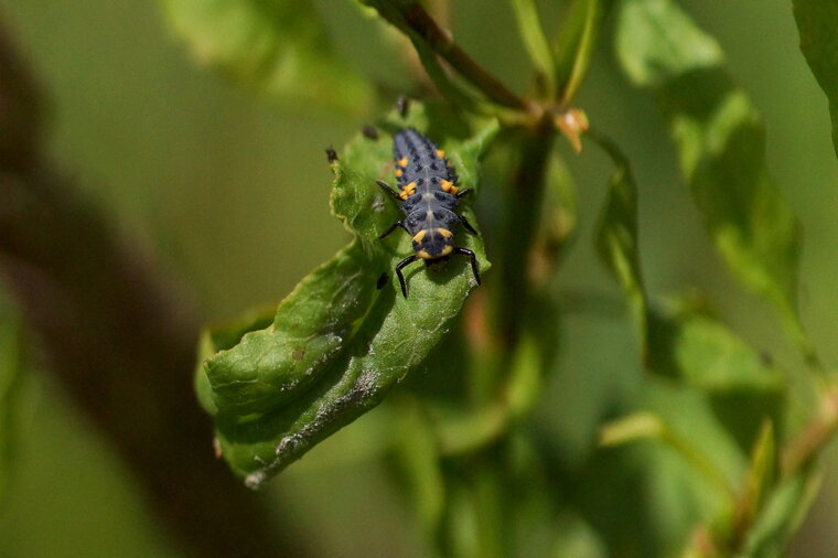 Larve de Coccinelle