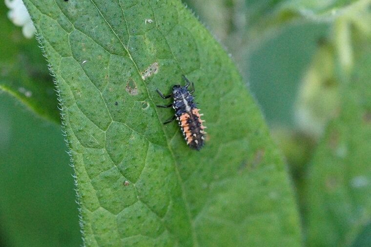 Larve de Coccinelle asiatique