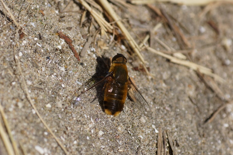 Le Bombyle hottentot Villa hottentotta sous réserve