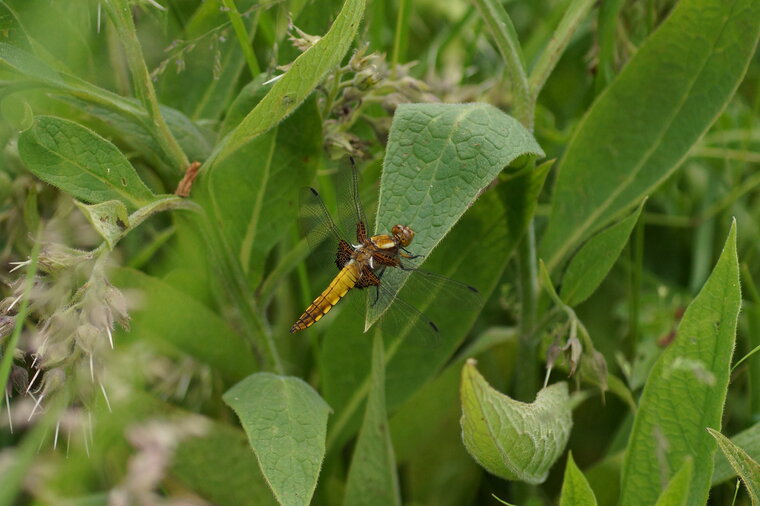 Libellule déprimée