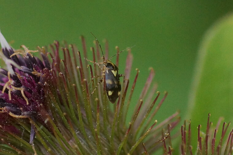 Liocoris tripustulatus