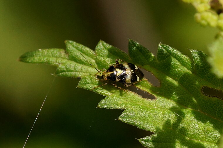 Liocoris tripustulatus