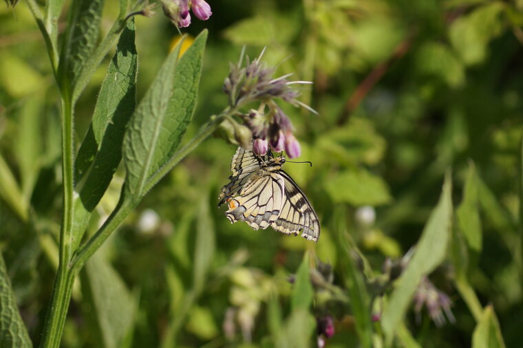 Machaon