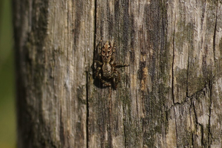 Marpissa mucosa