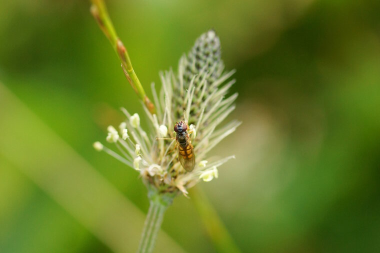 Melanostoma scalare sous réserve