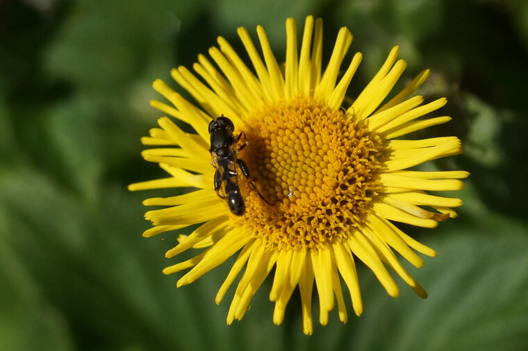 Melanostoma sp