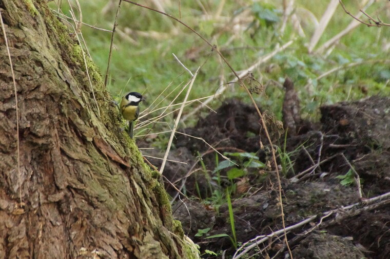 Mésange charbonnière