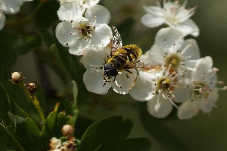 Myathropa florea