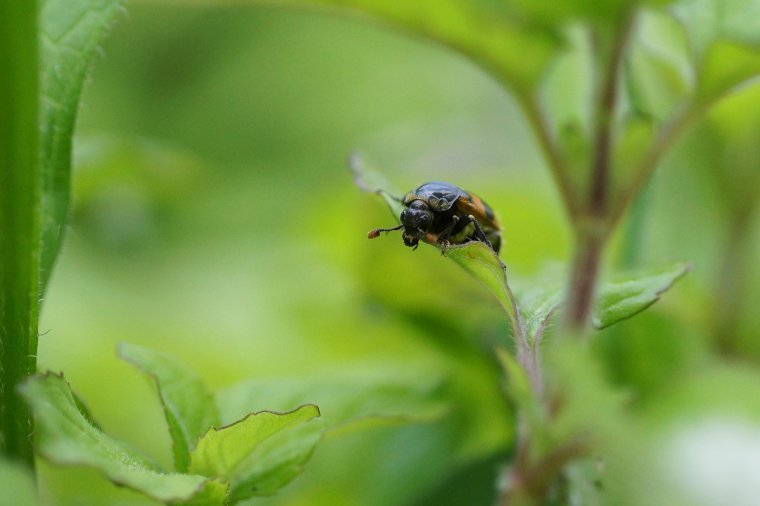 Nicrophorus interruptus