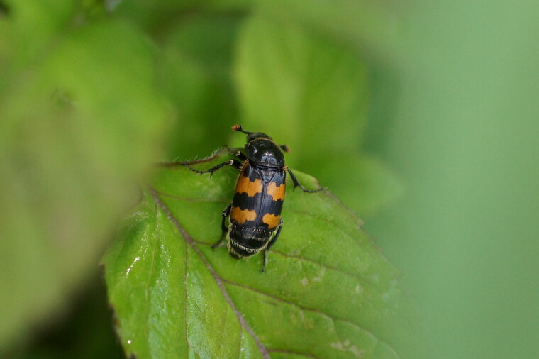 Nicrophorus interruptus 2