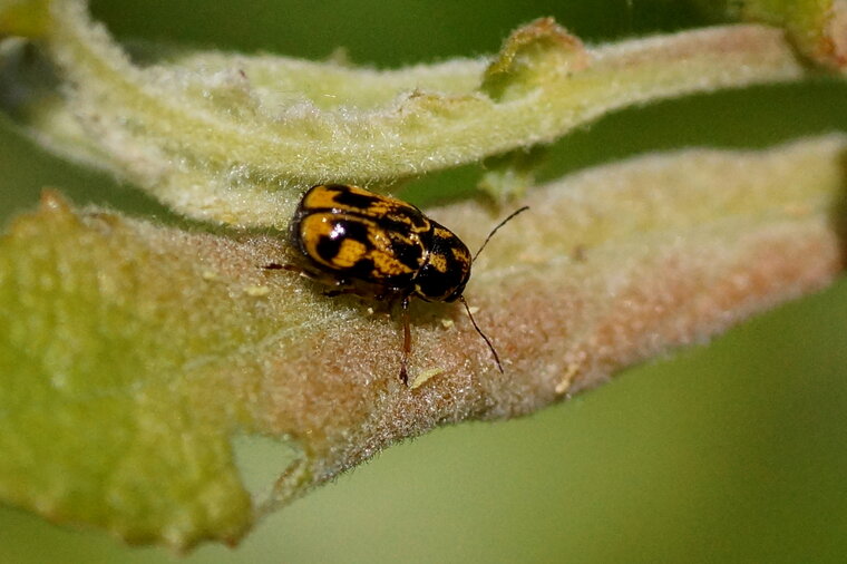 Pachybrachys hieroglyphicus