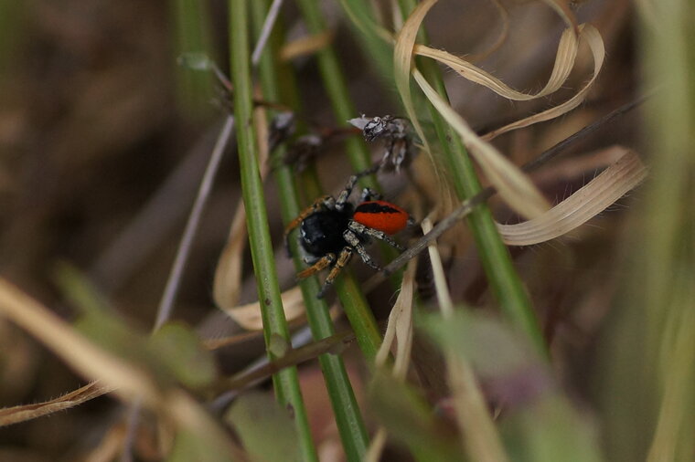 Philaeus chrysops